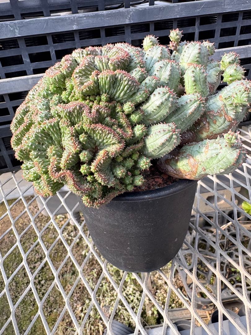 ユーフォルビア　オベサブロウ 綴化(石化)