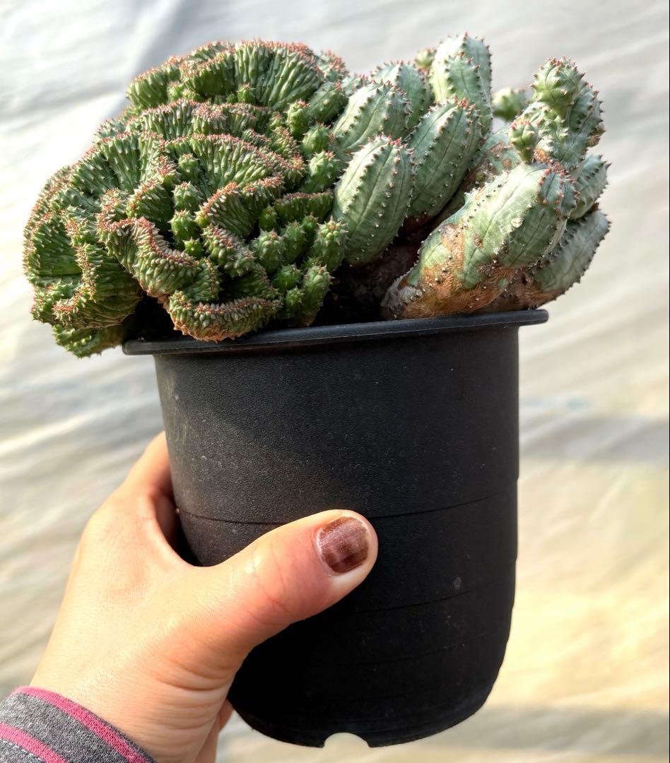 ユーフォルビア　オベサブロウ 綴化(石化)