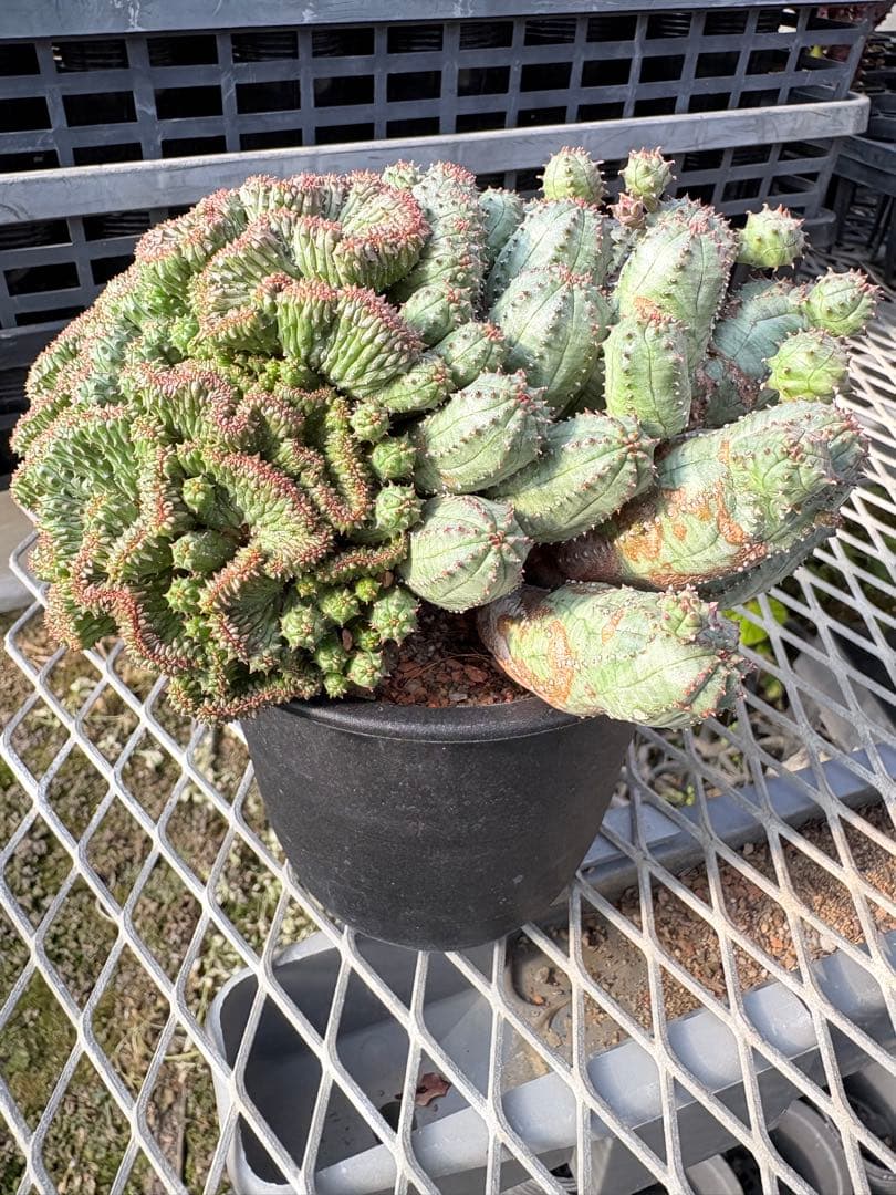 ユーフォルビア　オベサブロウ 綴化(石化)