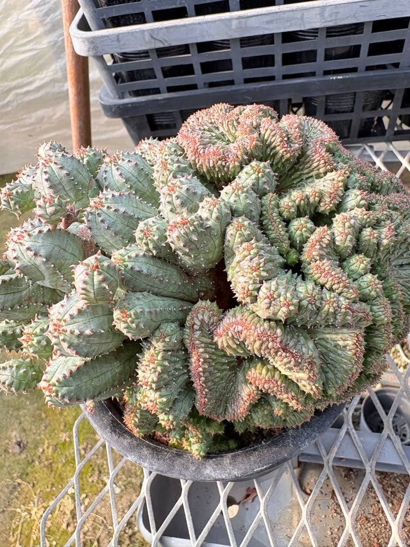 ユーフォルビア　オベサブロウ 綴化(石化)