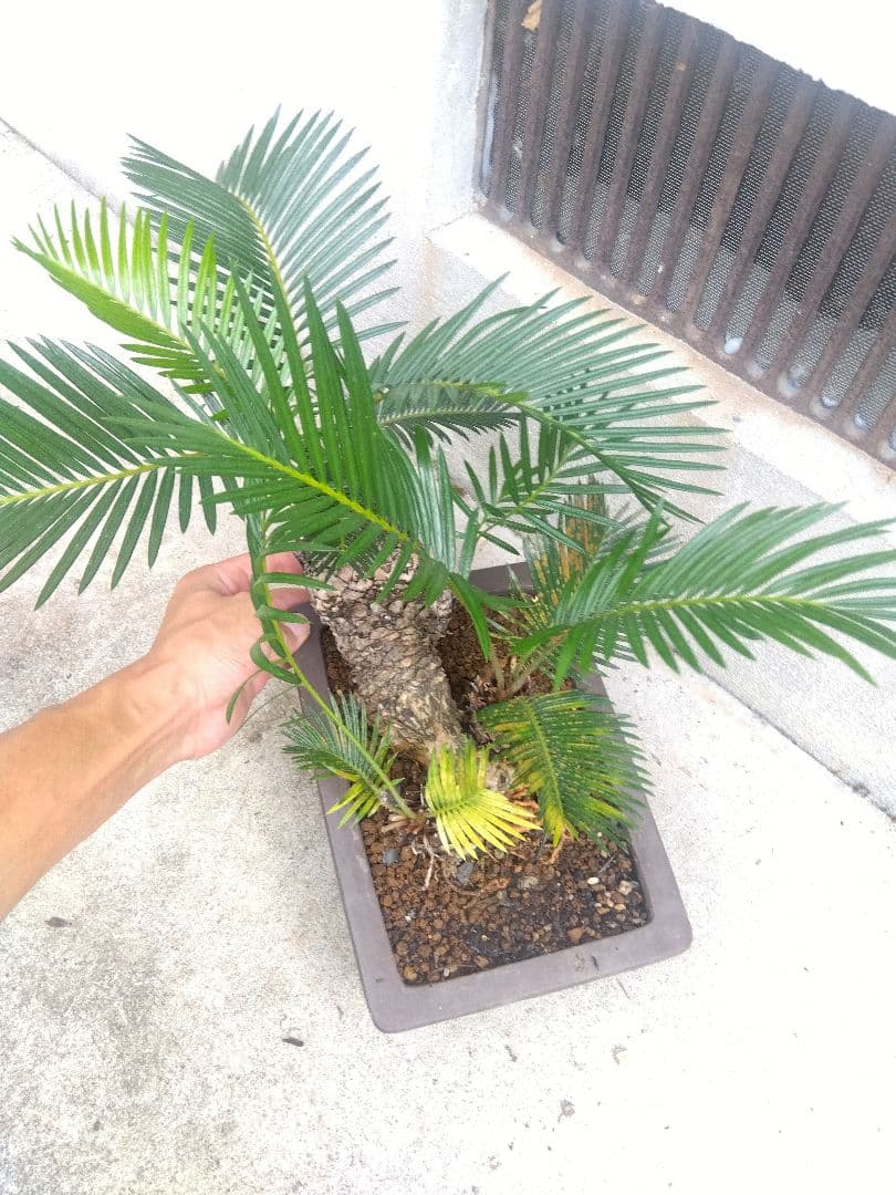 Norito　ソテツ　盆栽　8号陶器鉢つき