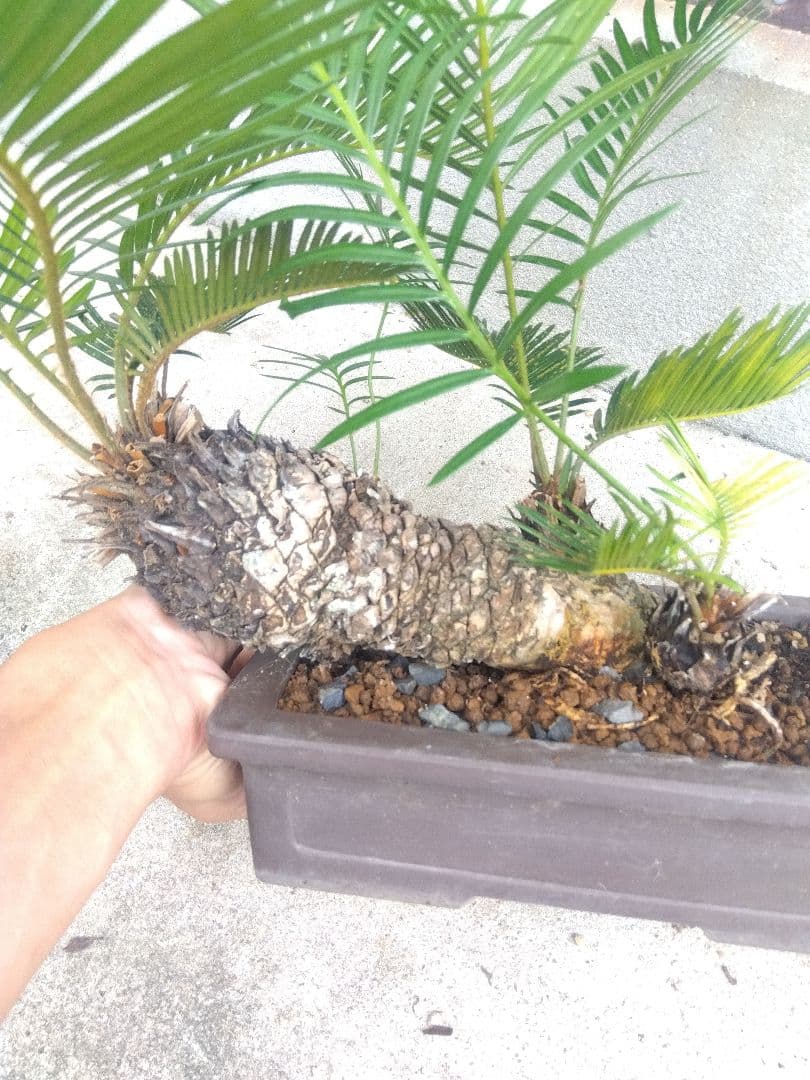 Norito　ソテツ　盆栽　8号陶器鉢つき