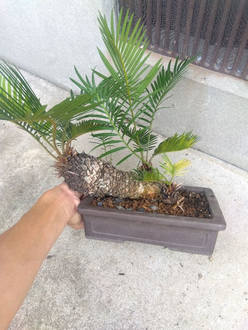 Norito　ソテツ　盆栽　8号陶器鉢つき