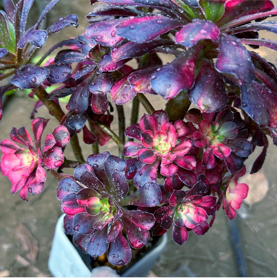 専用出品‼️アエオニウム　シャネル七彩2株　悪魔の目　カット1苗　抜き苗1株