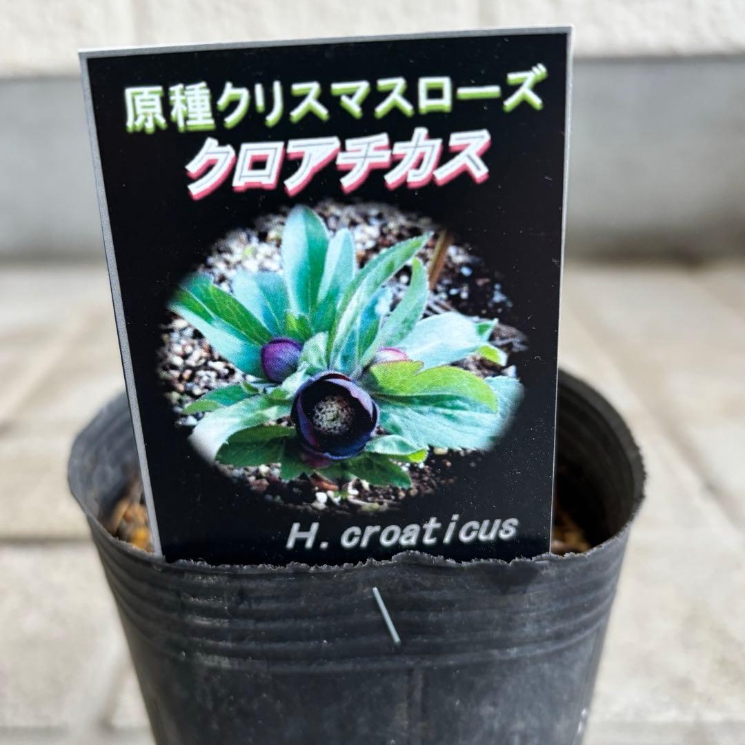 原種　クリスマスローズ 苗　クリロー　希少　クリスマスローズ　花苗