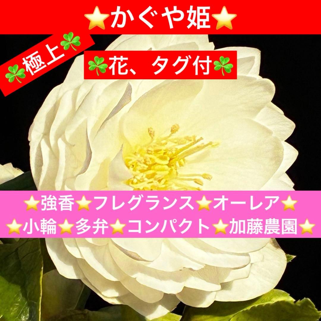 u*0様 3467☘️極上☘️花タグ付☘️強香⭐️かぐや姫⭐️フレグランスオーレ