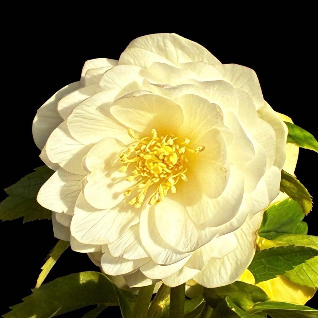 u*0様 3467☘️極上☘️花タグ付☘️強香⭐️かぐや姫⭐️フレグランスオーレ