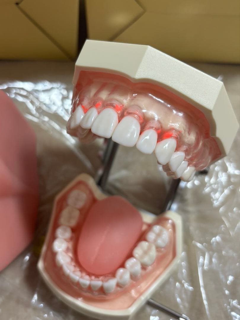 NISSIN 顎模型 口腔粘膜 頬粘膜