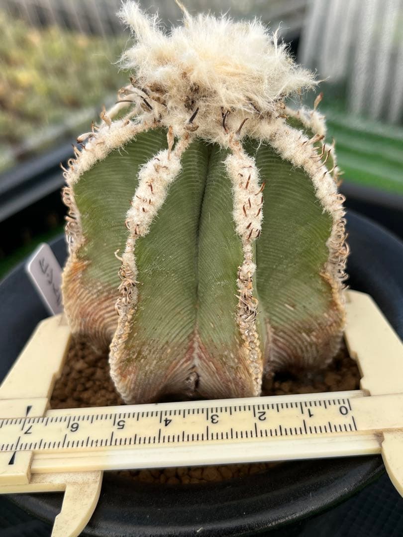 アズテキウム　ヒントニー