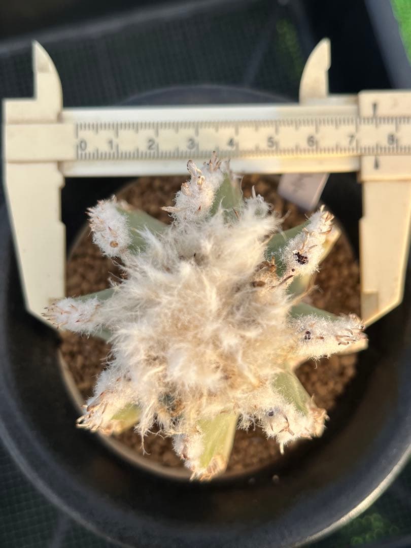 アズテキウム　ヒントニー