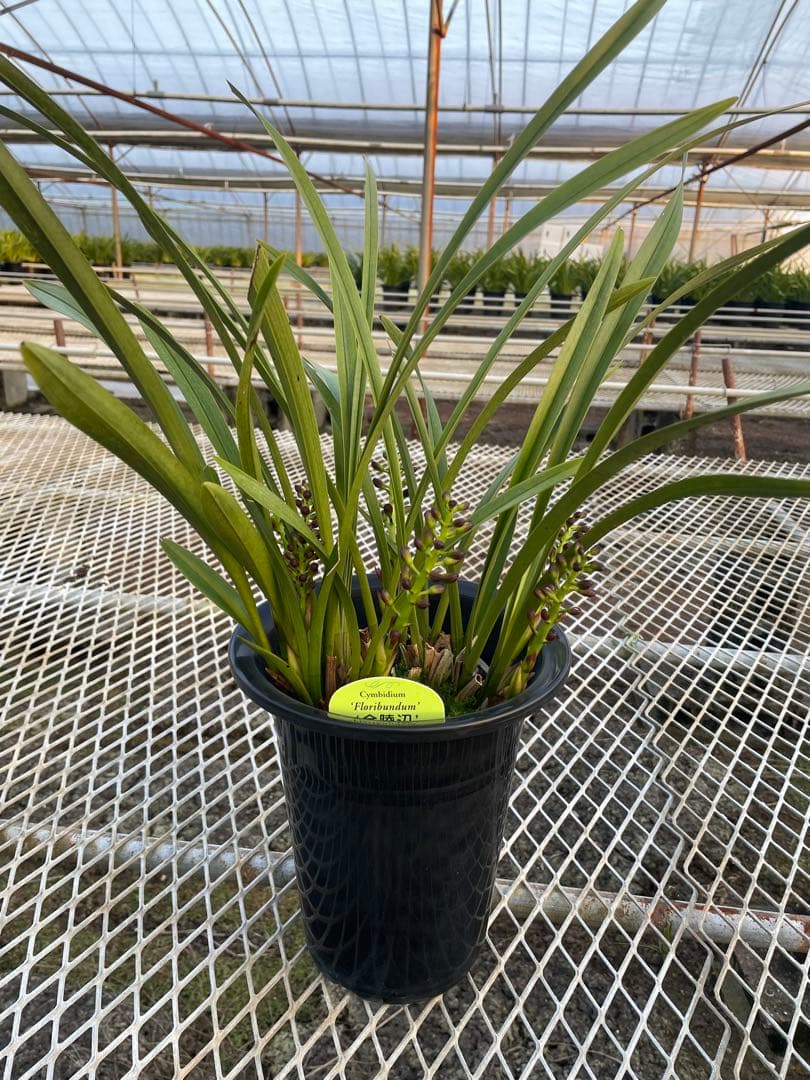 R8年キンリョウヘン花芽7本#1