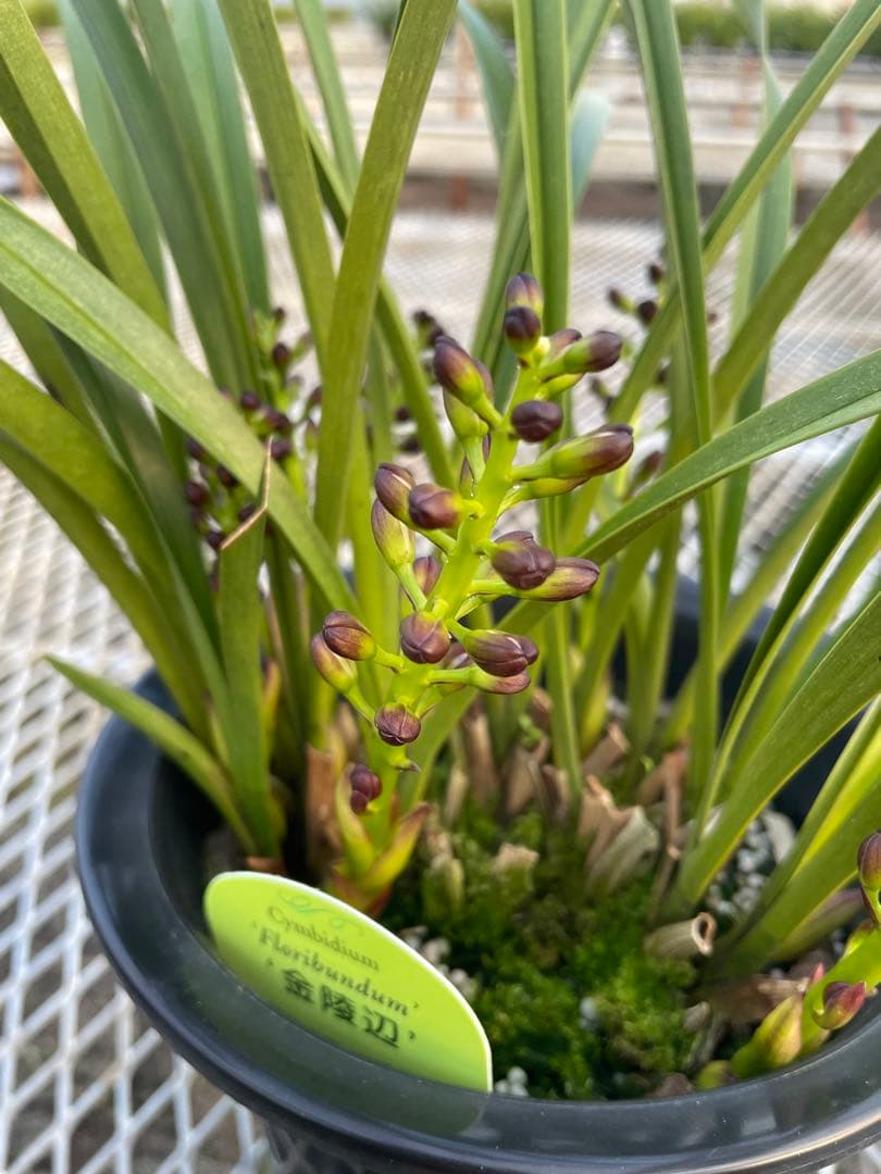 R8年キンリョウヘン花芽7本#1