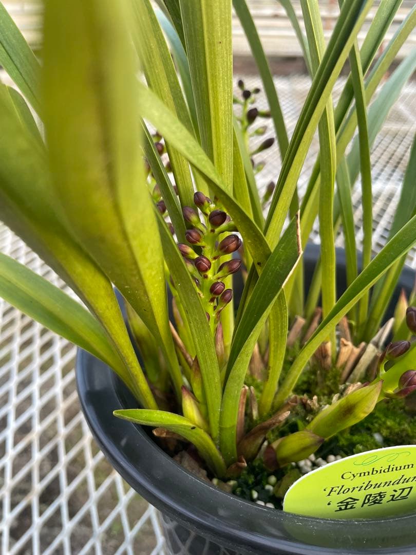 R8年キンリョウヘン花芽7本#1