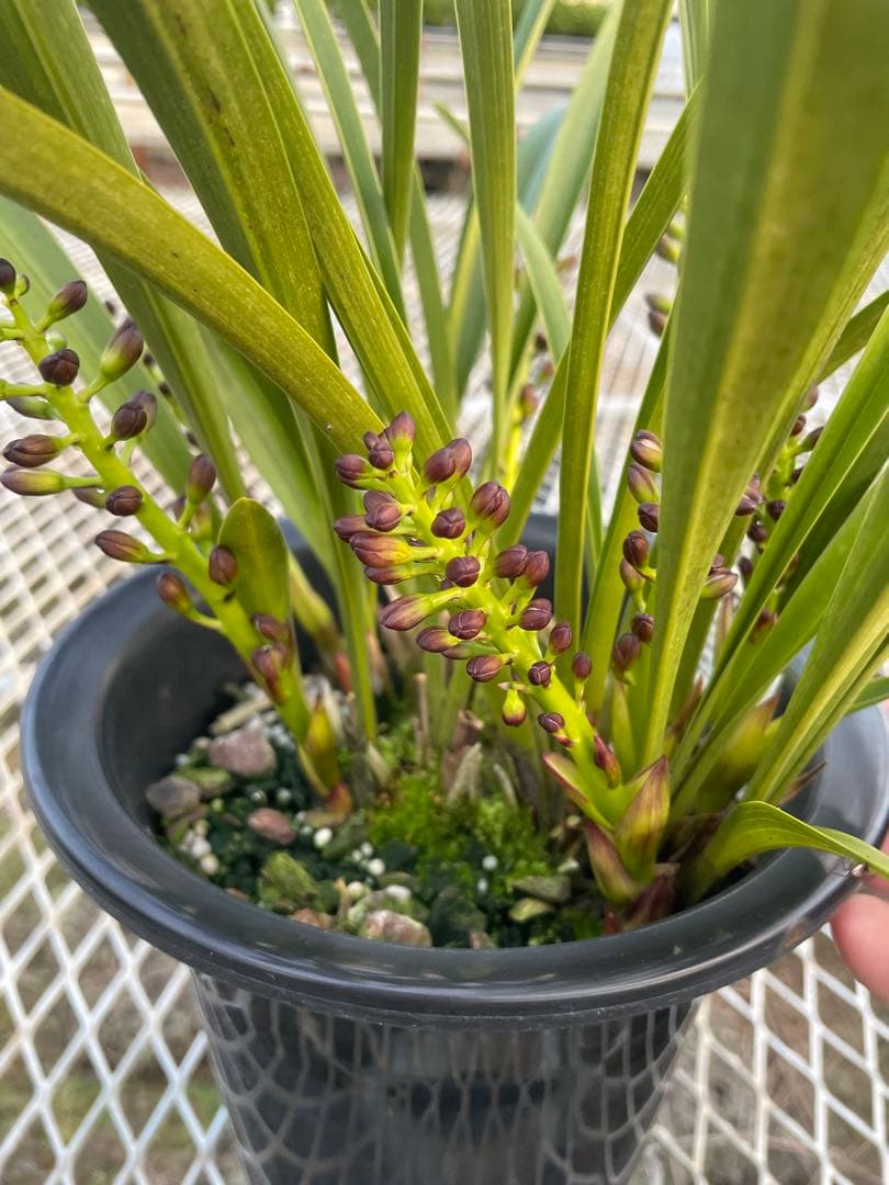 R8年キンリョウヘン花芽7本#1