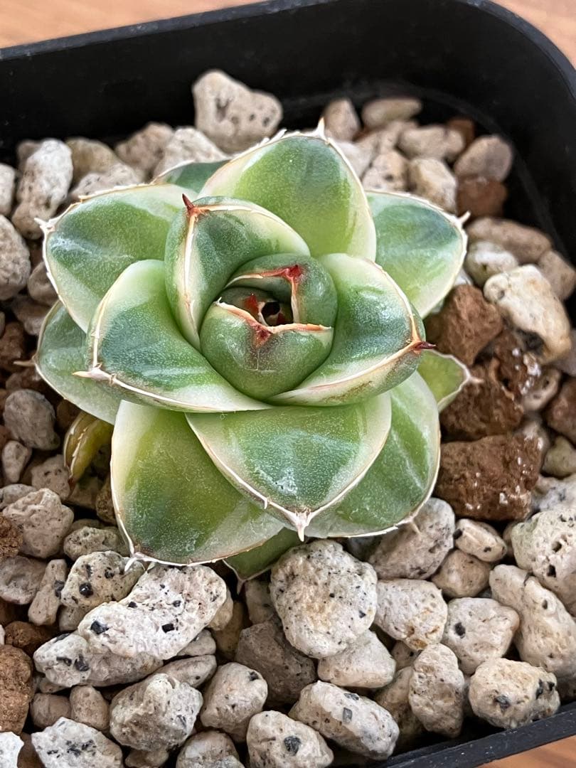 m*n様 【初売りオークション】33 活着　赤棘　アガベ　王妃笹の雪A型　ピンキ