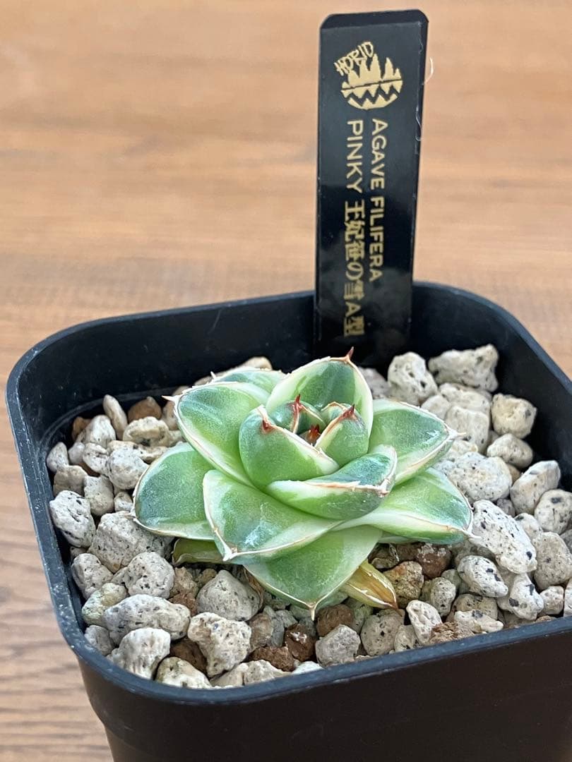 m*n様 【初売りオークション】33 活着　赤棘　アガベ　王妃笹の雪A型　ピンキ