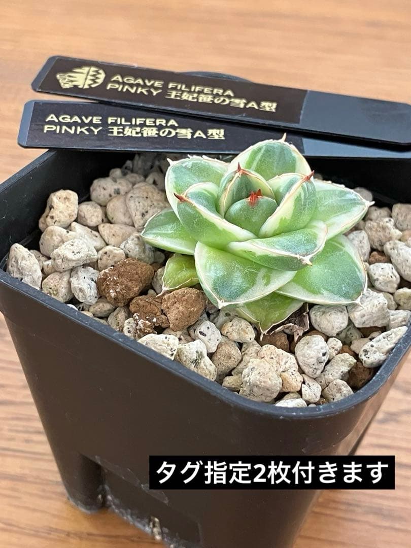 m*n様 【初売りオークション】33 活着　赤棘　アガベ　王妃笹の雪A型　ピンキ