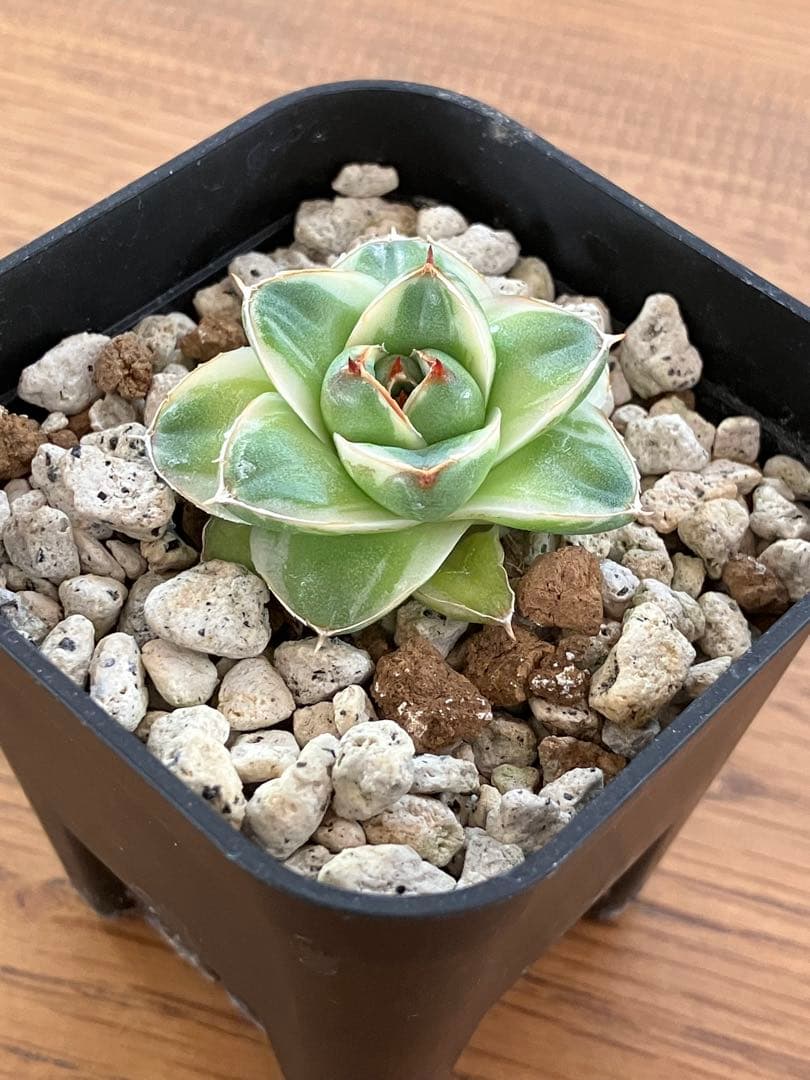 m*n様 【初売りオークション】33 活着　赤棘　アガベ　王妃笹の雪A型　ピンキ