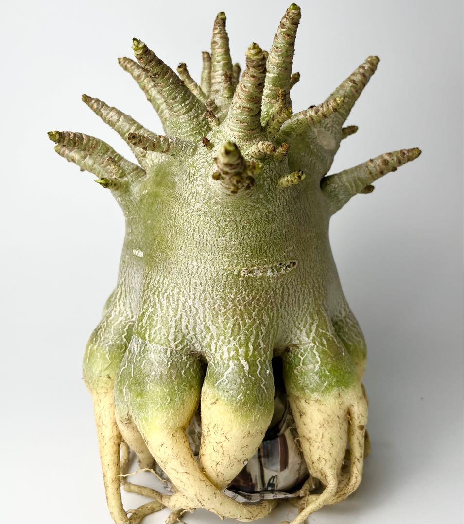 【極美/ドワーフ/超極太 】アデニウム アラビカム ゴジ タコ足仕立て ③