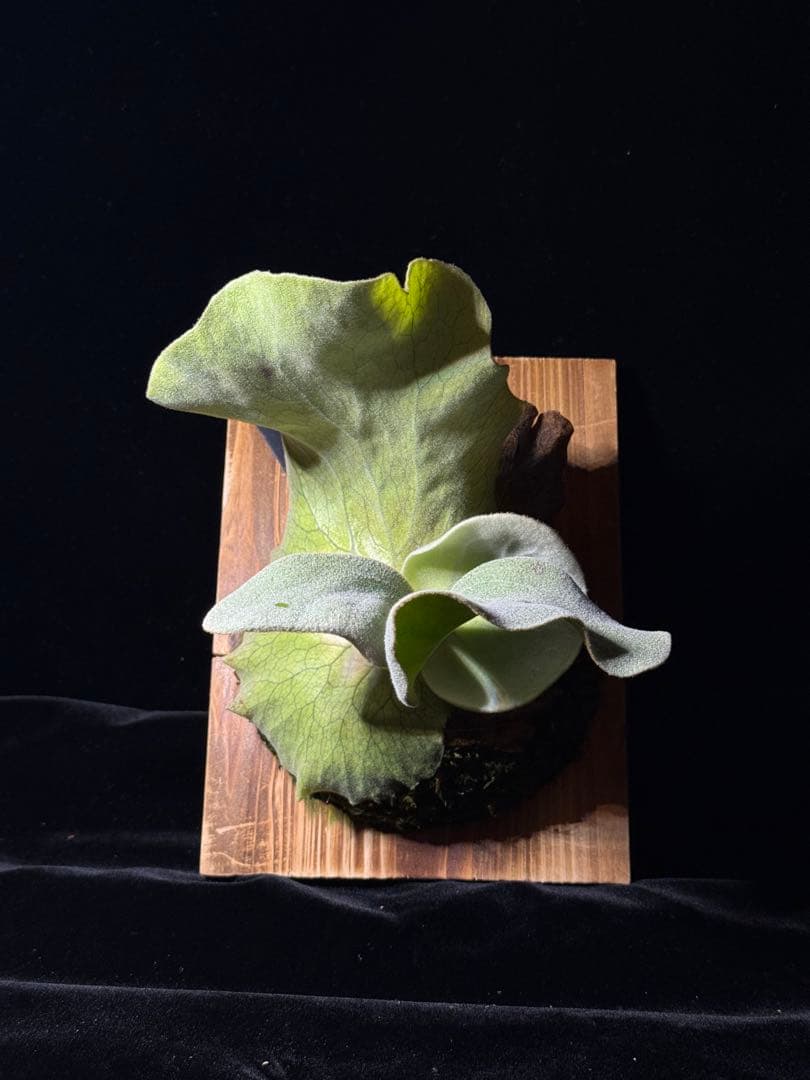 P.antis pup 株分け子株　美株　激白