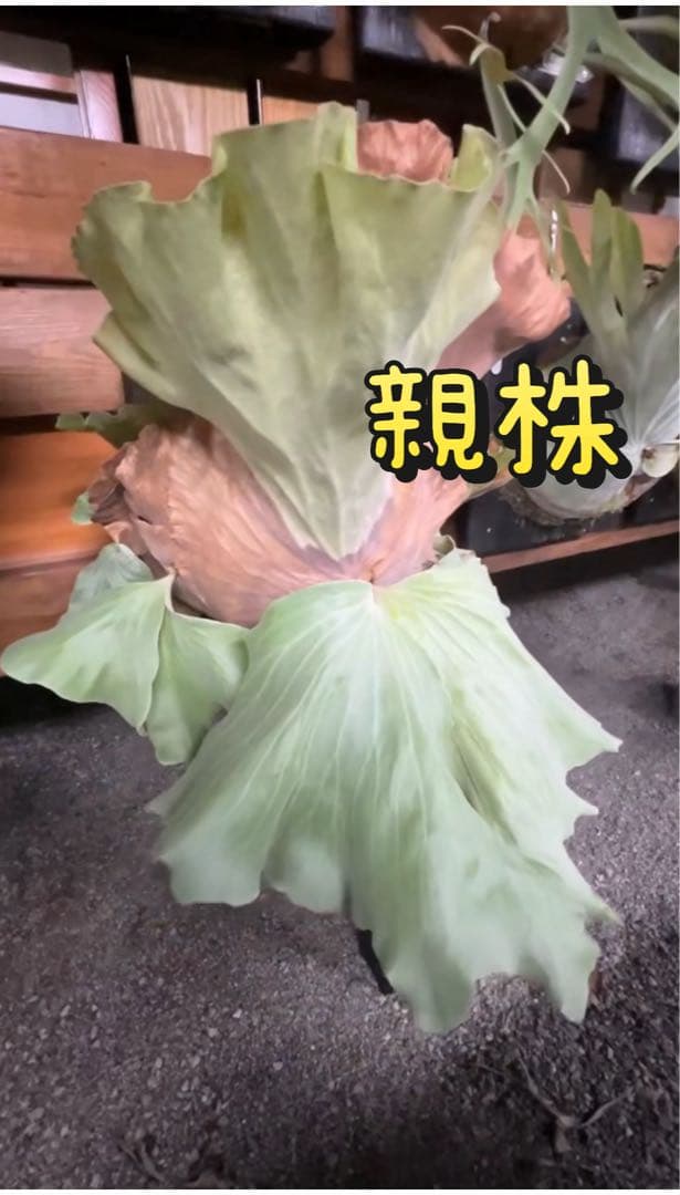 P.antis pup 株分け子株　美株　激白