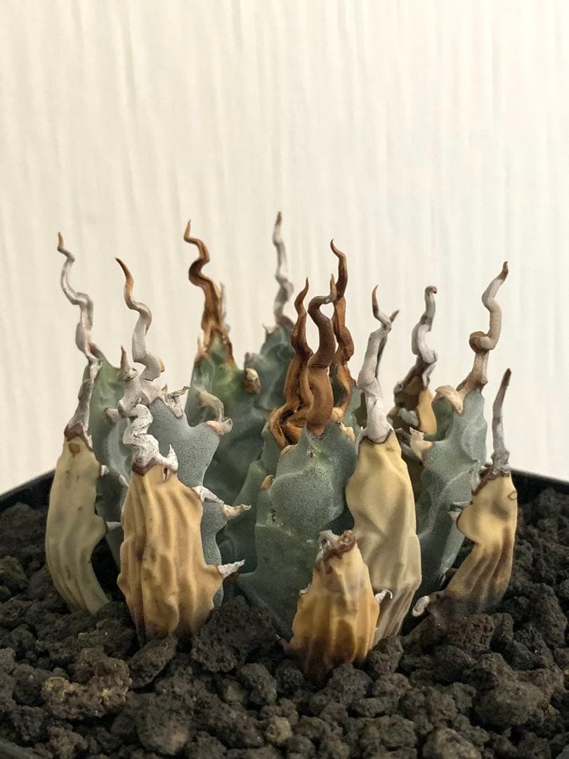 アガベ エボリスピナ 陽炎 【最終値下げ】