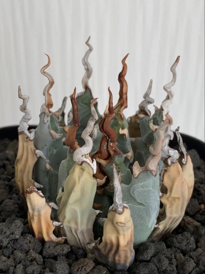 アガベ エボリスピナ 陽炎 【最終値下げ】