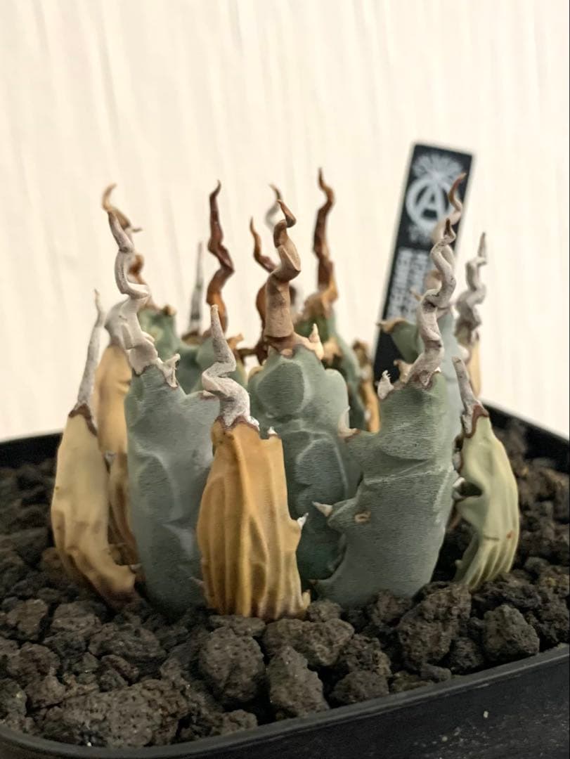 アガベ エボリスピナ 陽炎 【最終値下げ】