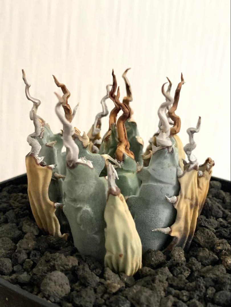 アガベ エボリスピナ 陽炎 【最終値下げ】