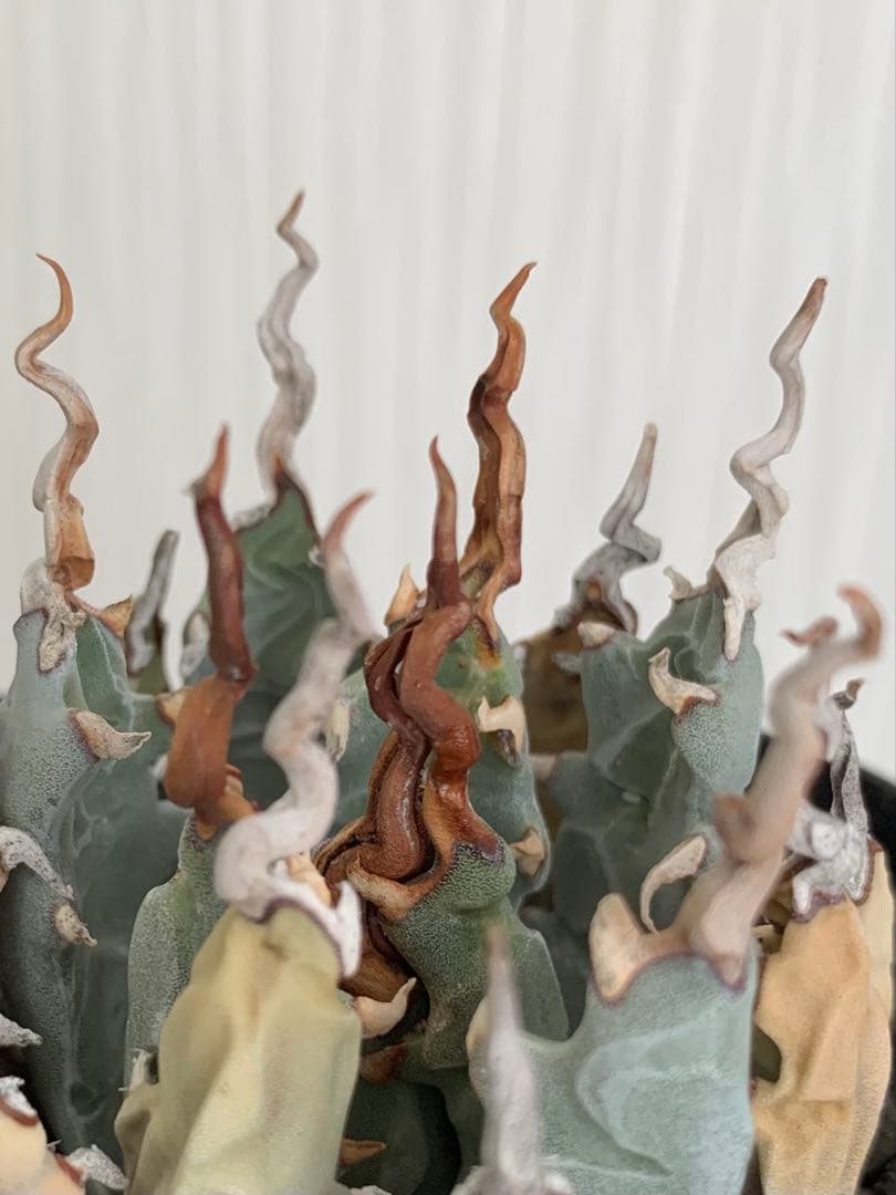 アガベ エボリスピナ 陽炎 【最終値下げ】