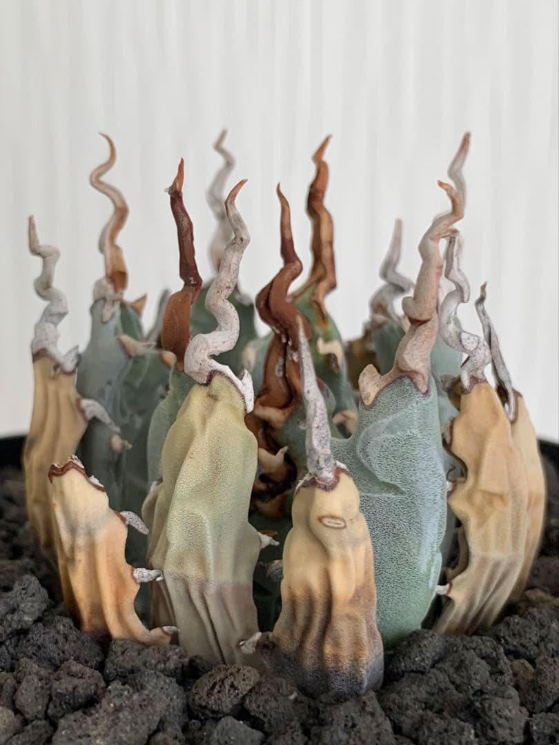 アガベ エボリスピナ 陽炎 【最終値下げ】