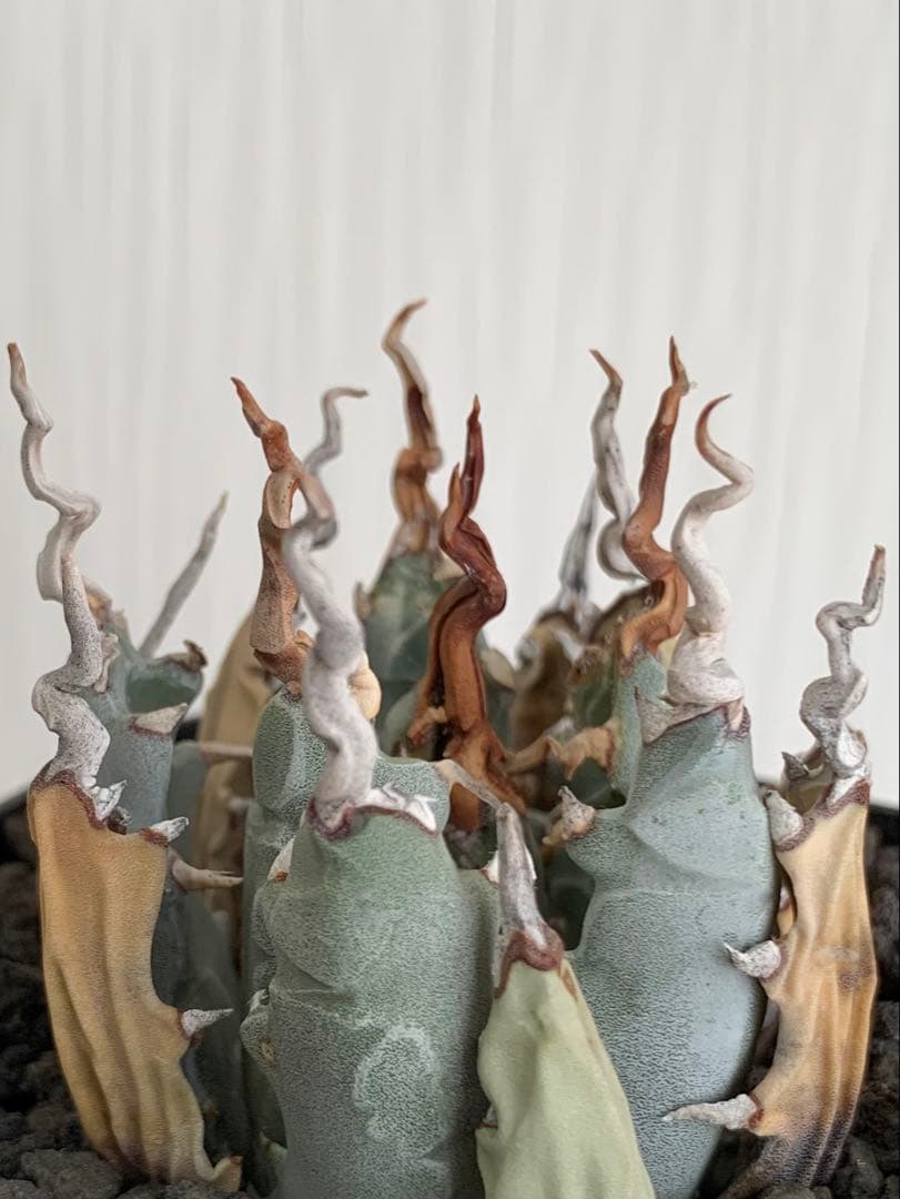 アガベ エボリスピナ 陽炎 【最終値下げ】