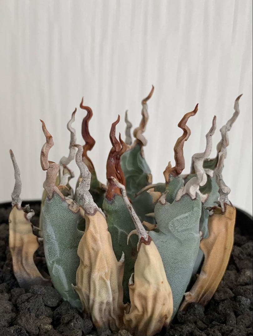 アガベ エボリスピナ 陽炎 【最終値下げ】