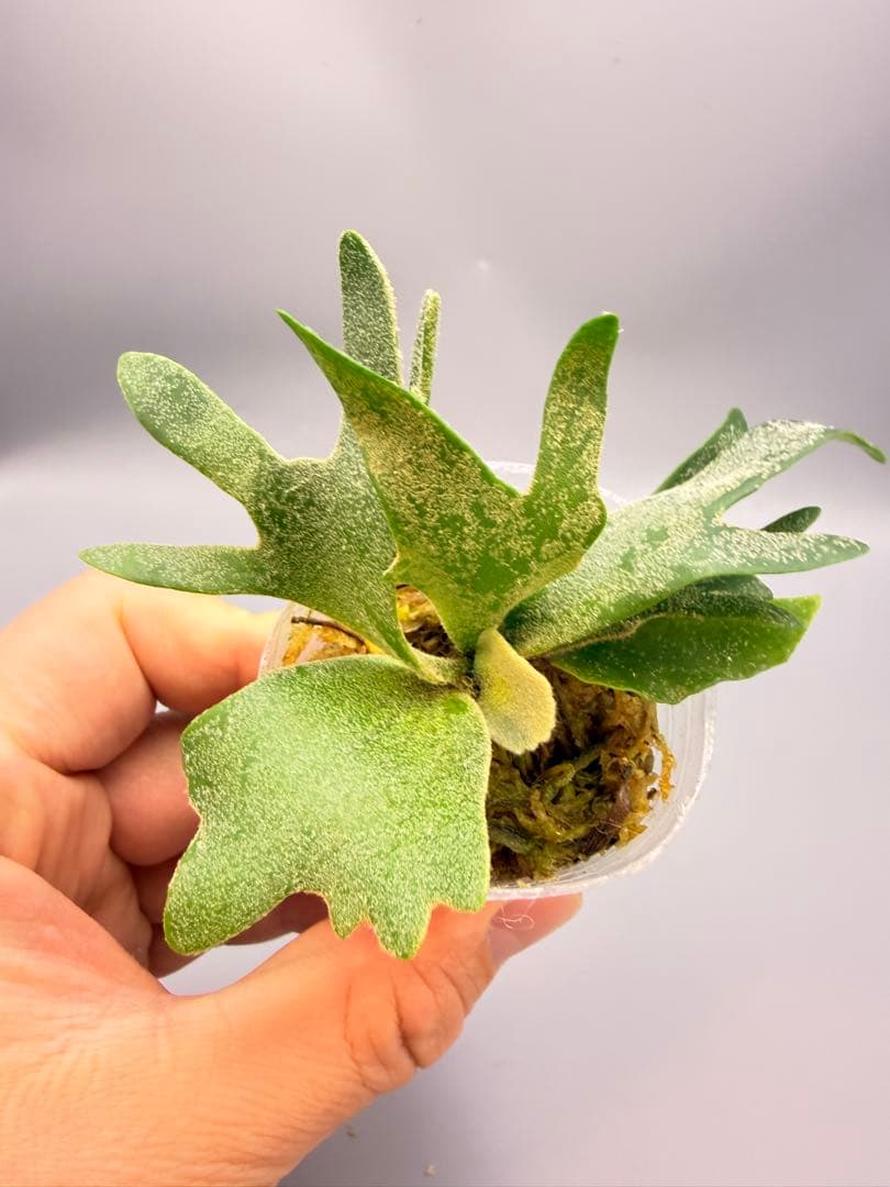 k*o様 ビカクシダ　P.willinckii Antler Crown spo