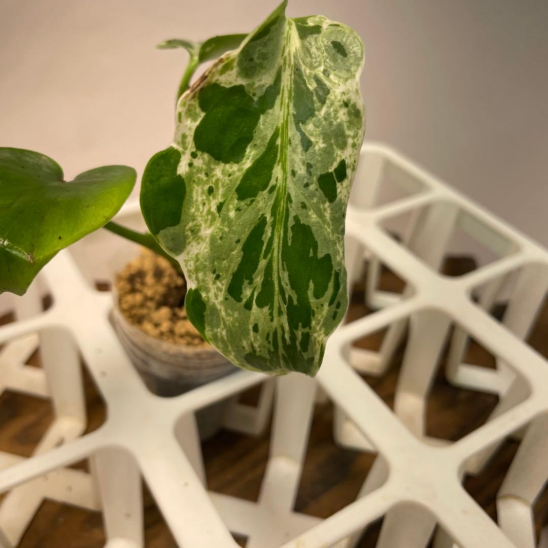 Z*e様 ms26品種保証！斑入り保証！ モンステラ バルバソー フシギダネ