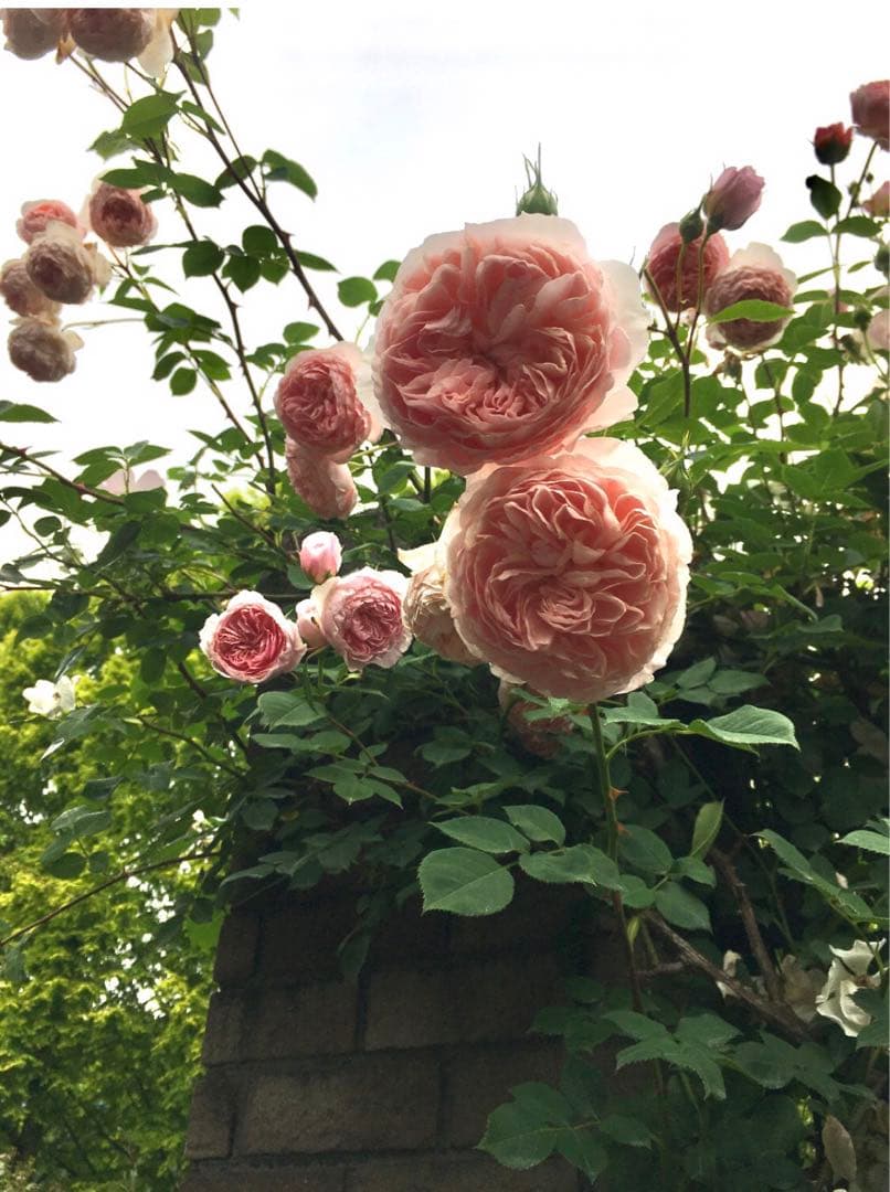 toto＊さま専用　ウィリアムモーリス　接木