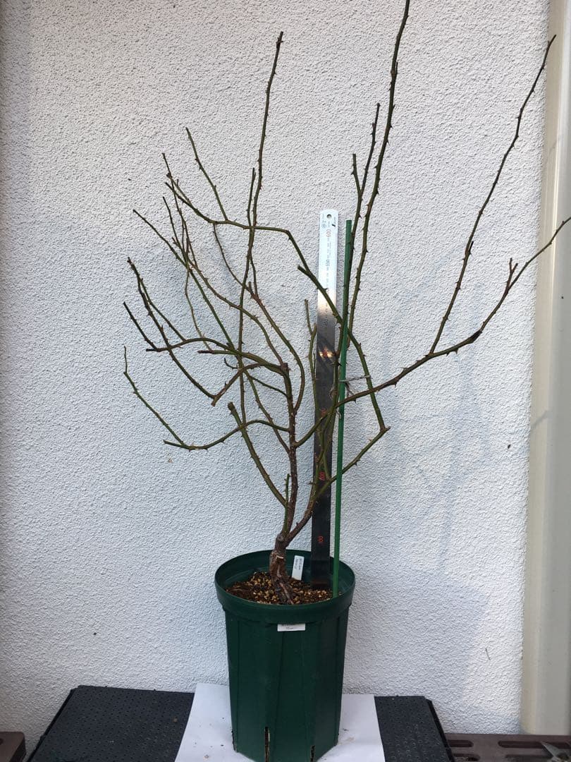 toto＊さま専用　ウィリアムモーリス　接木