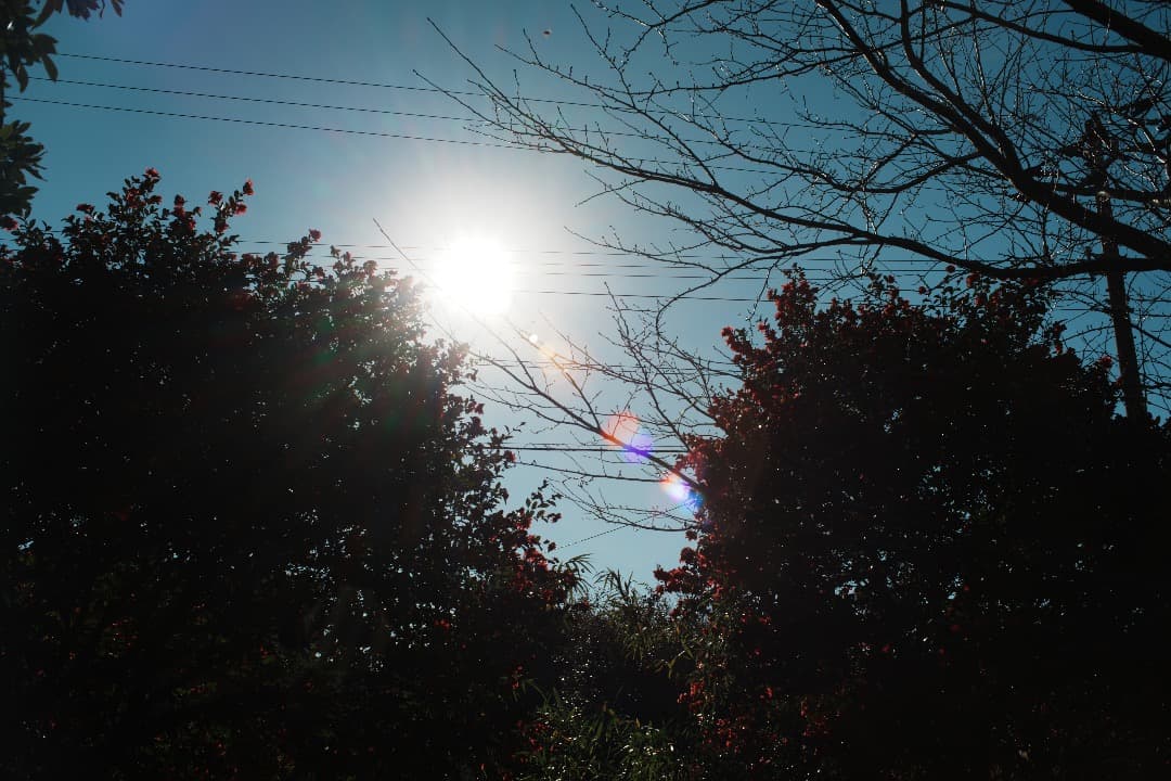 【整備テスト】Nikon Nikkor-o c auto 35mm f2 392