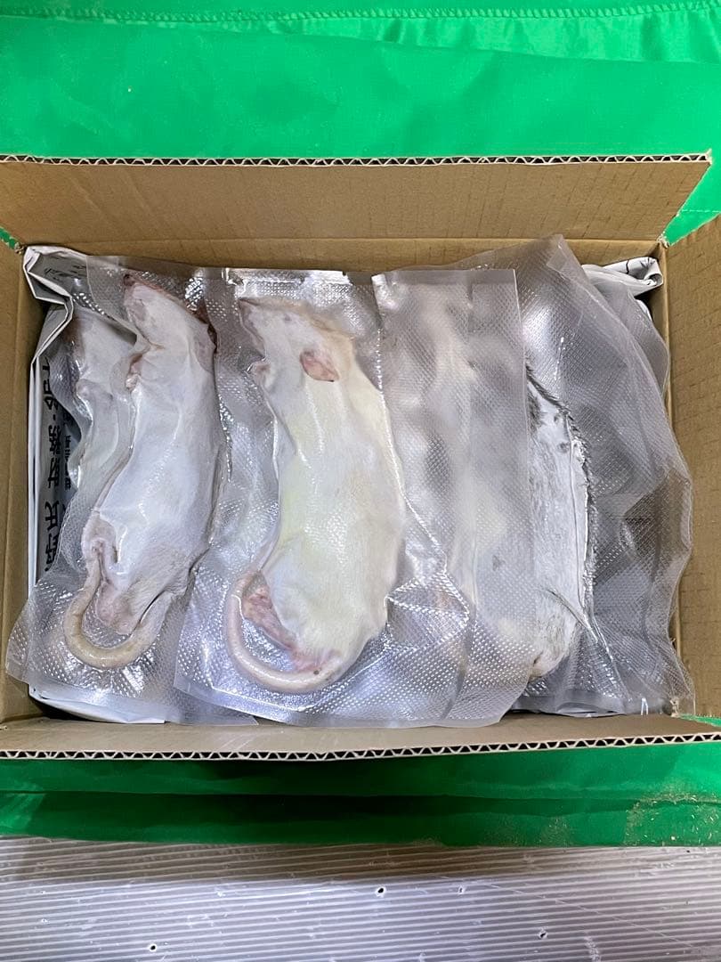 【はる】冷凍ラット 約150g 38匹