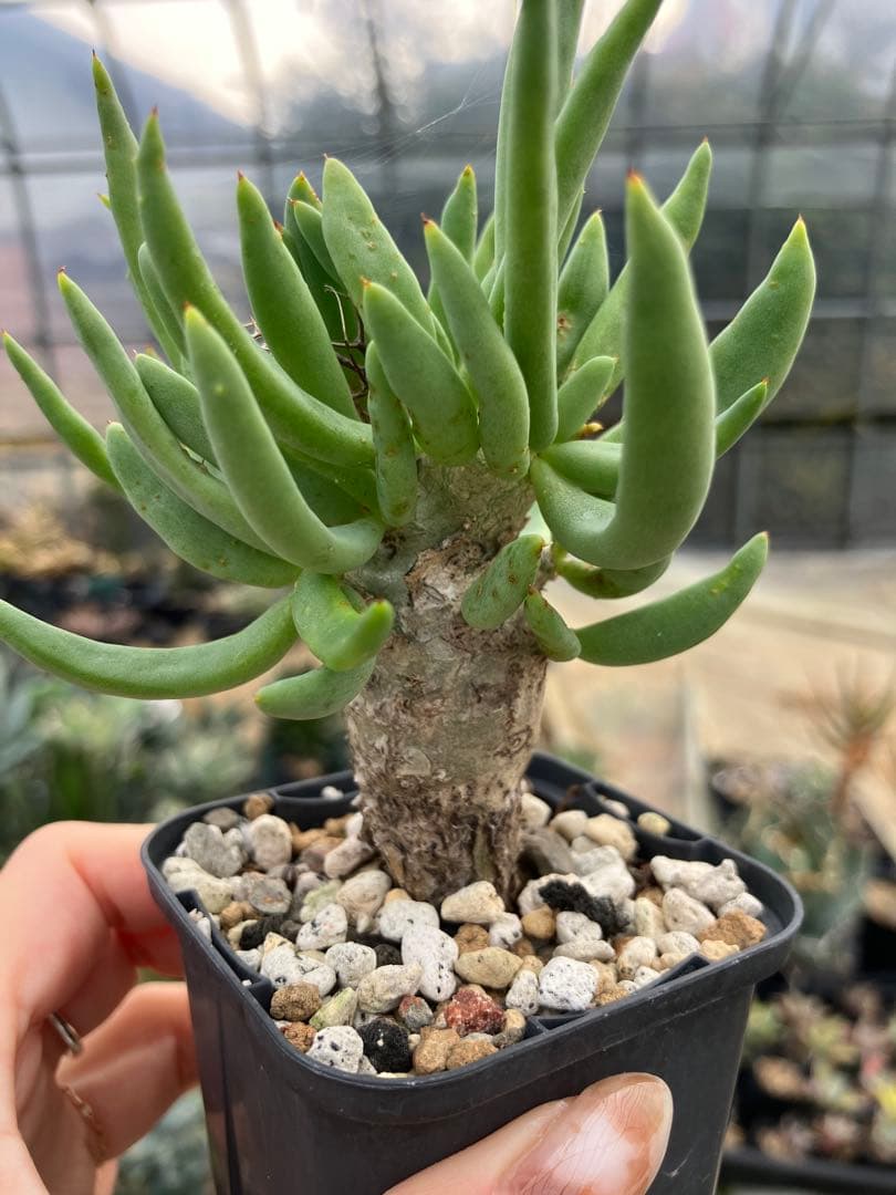 チレコドン　レティキュラータス　万物想　実生苗　開花株