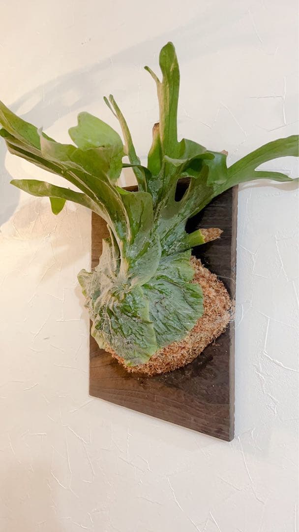 特大ビカクシダ グランデ