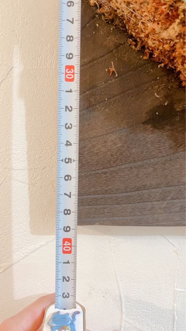 特大ビカクシダ グランデ