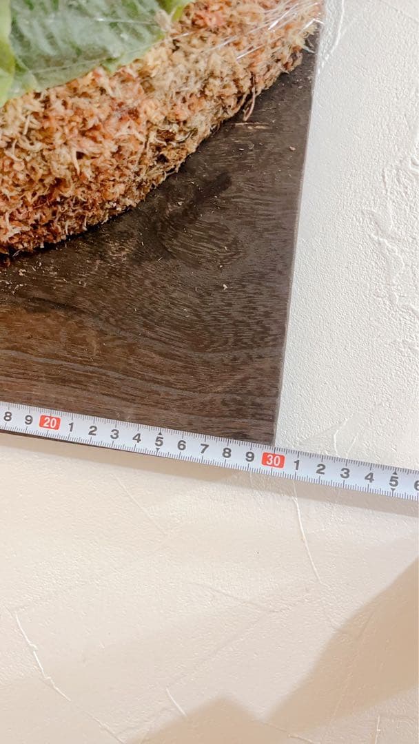 特大ビカクシダ グランデ