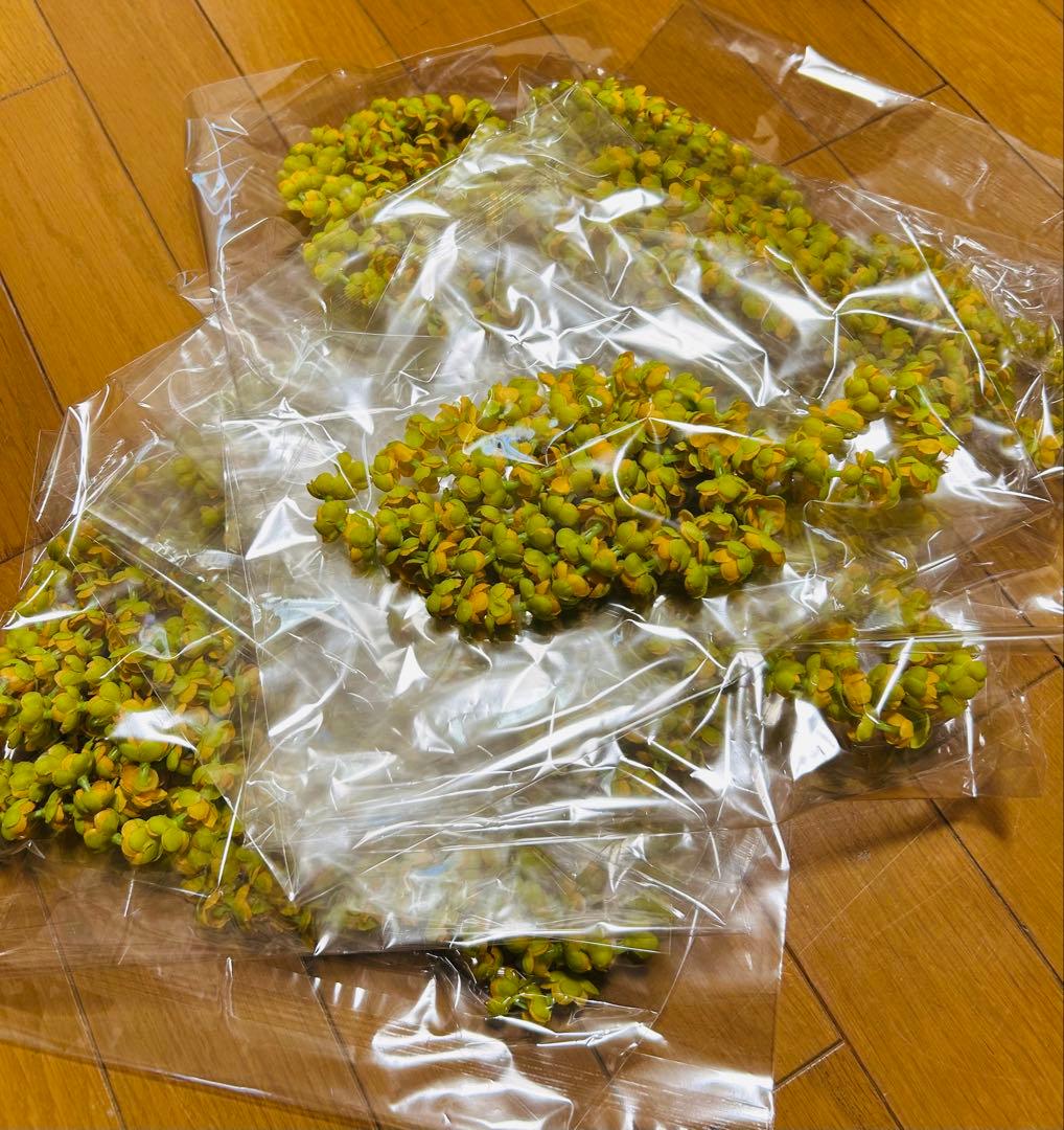 ※フラもんページです！