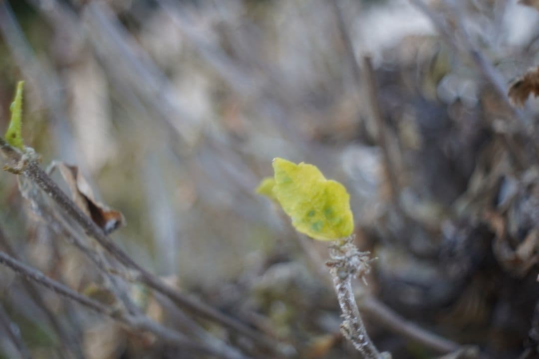 064_Kodak Cine Ektar 15mm f 2.5　シネ・エクター