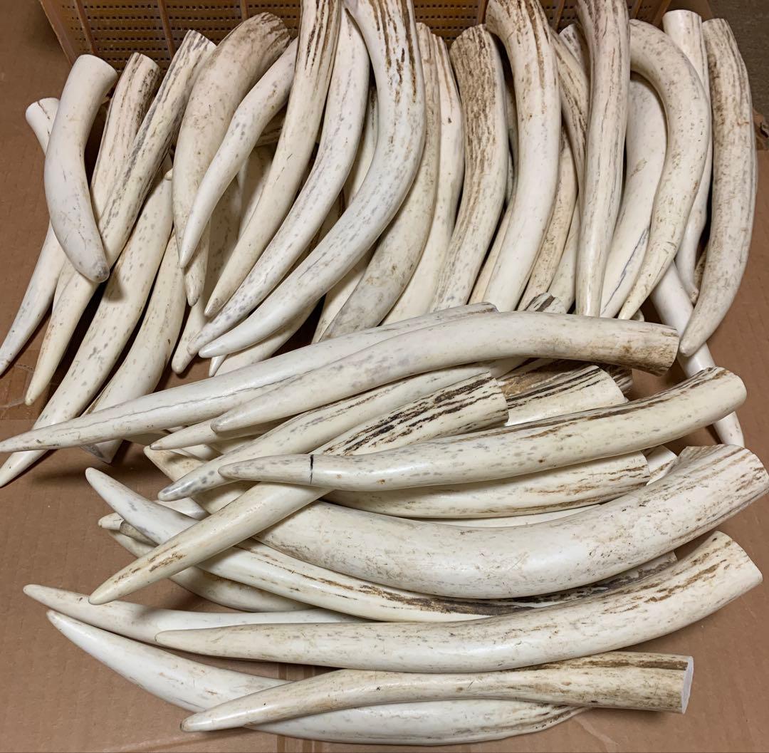 No.2174『鹿角先端24.2kgセット』鹿の角　エゾ鹿　鹿角　蝦夷鹿