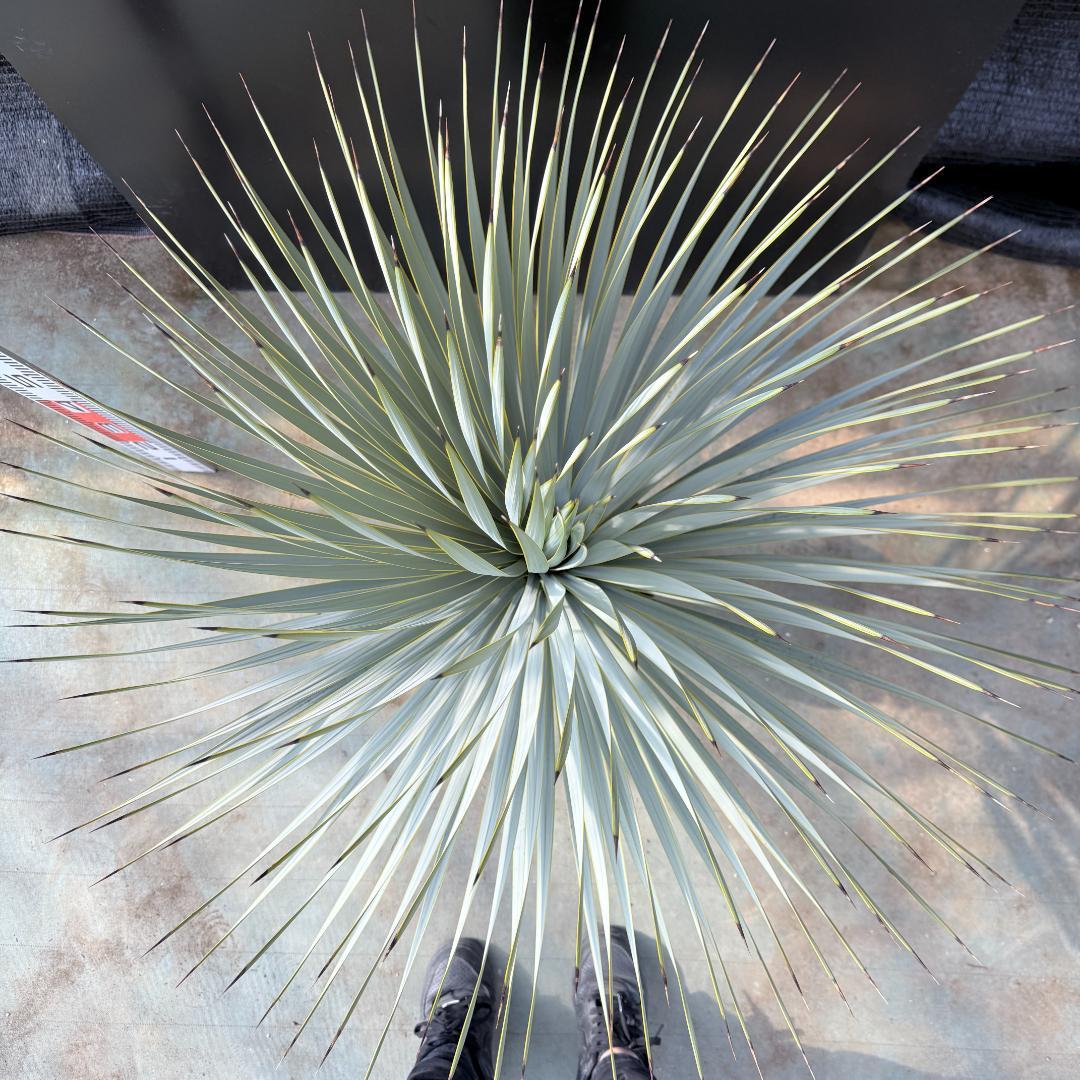 【AL1177】ユッカ　ロストラータ　シルバーブルー　超美形　お買い得品