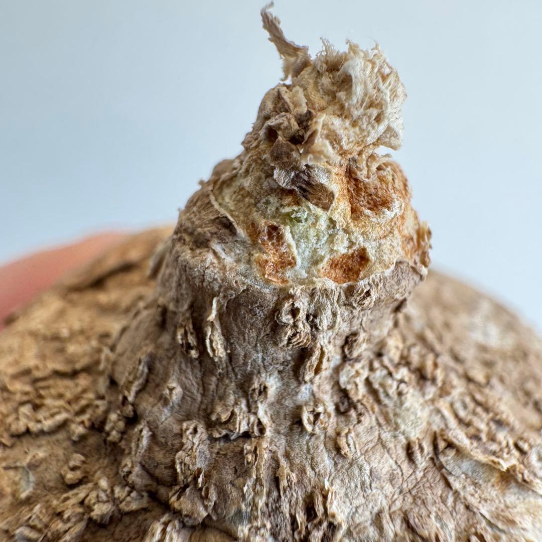 8.アデニア・オバタ 輸入直後新芽ありベアルート株　Adenia Ovata