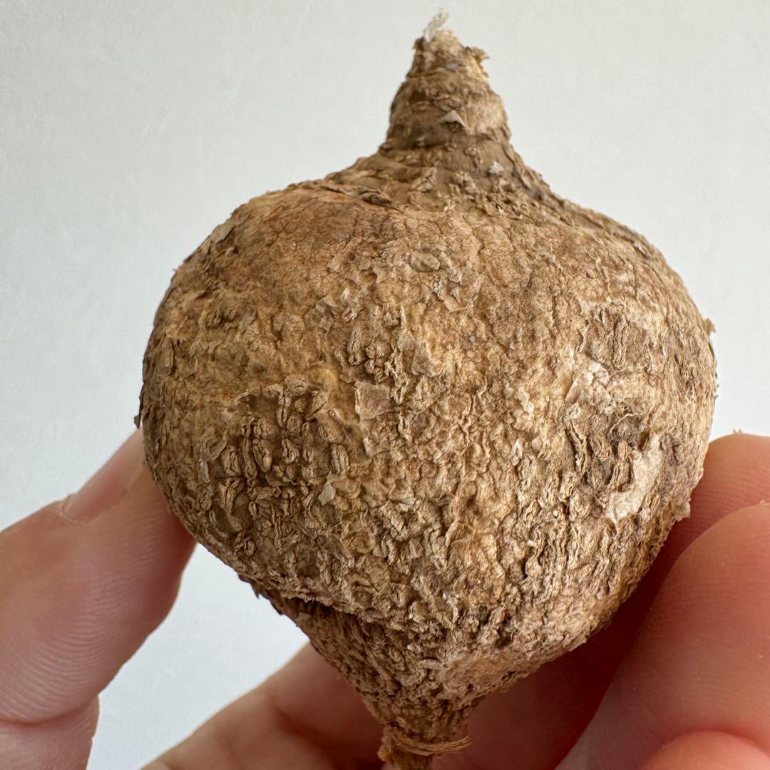 8.アデニア・オバタ 輸入直後新芽ありベアルート株　Adenia Ovata