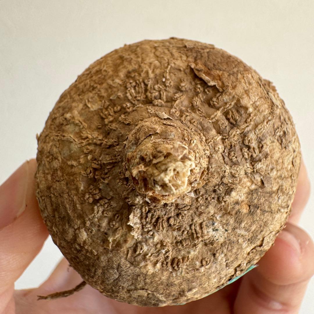 8.アデニア・オバタ 輸入直後新芽ありベアルート株　Adenia Ovata